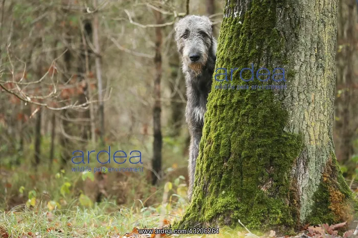 : Irish Wolfhound dog outdoors : Irish Wolfhound dog outdoors
