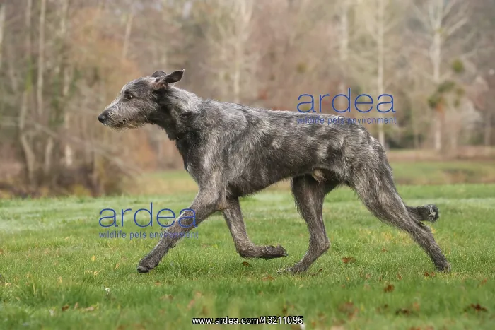 : Irish Wolfhound dog outdoors : Irish Wolfhound dog outdoors