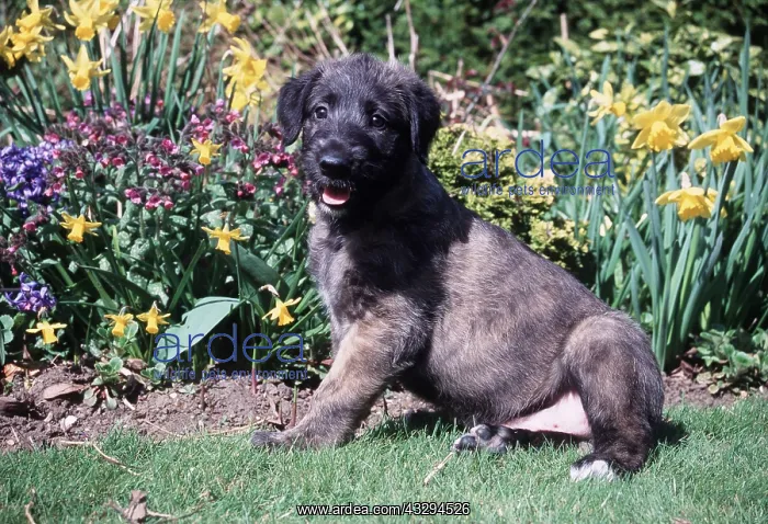  : IRISH WOLFHOUND DOG - puppy sitting in grass
