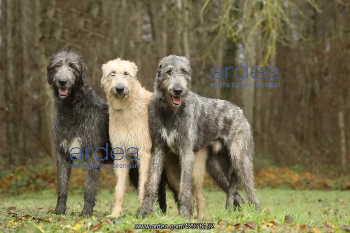 : Irish Wolfhound dogs outdoors : Irish Wolfhound dogs outdoors