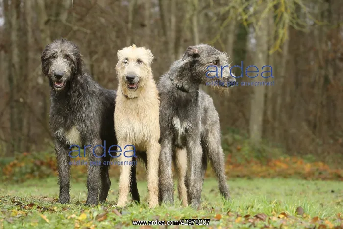 : Irish Wolfhound dogs outdoors : Irish Wolfhound dogs outdoors
