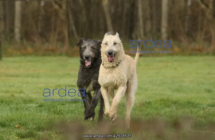 : Irish Wolfhound dogs outdoors : Irish Wolfhound dogs outdoors