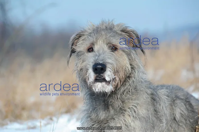 : Irish Wolfhound in heathland : Irish Wolfhound in heathland