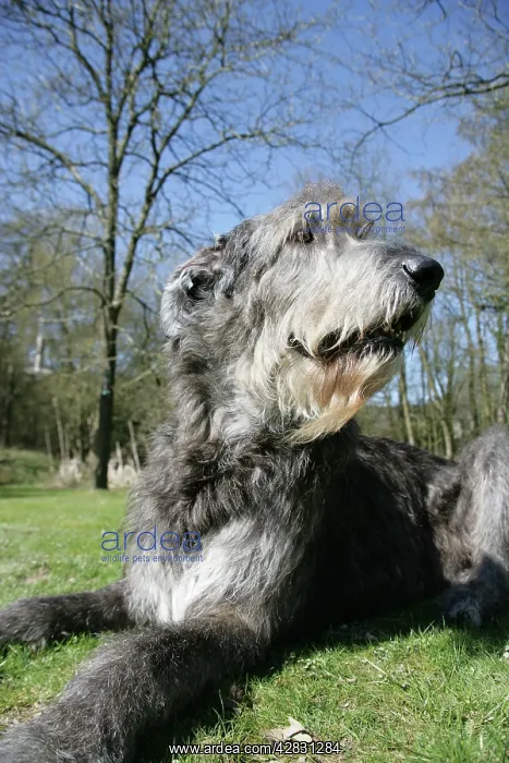 : Irish Wolfhound lying in the garden : Irish Wolfhound lying in the garden