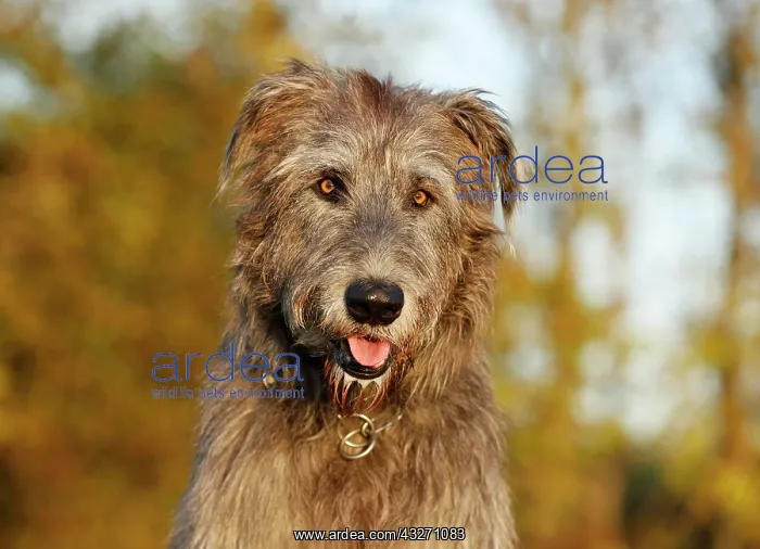 : Irish Wolfhound, portrait : Irish Wolfhound, portrait