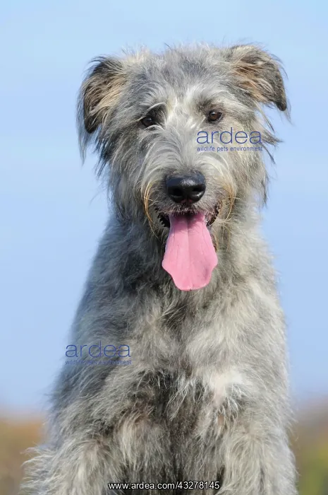 : Irish Wolfhound, portrait : Irish Wolfhound, portrait