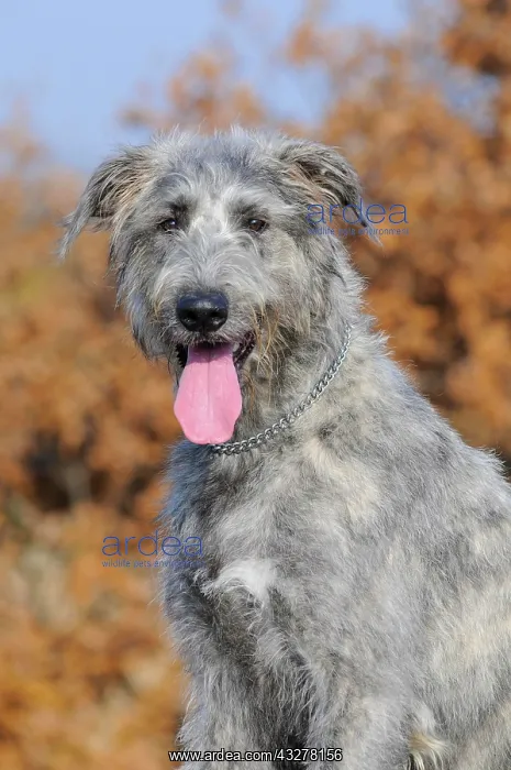 : Irish Wolfhound, portrait, in autumn : Irish Wolfhound, portrait, in autumn