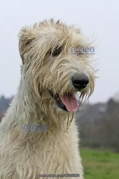 : Irish Wolfhound, portrait Irish Wolfhaund, Portr&, x4d2c; : Irish Wolfhound, portrait Irish Wolfhaund, Portr&, x4d2c;