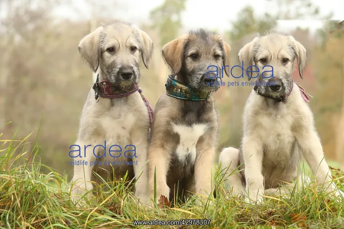 : Irish Wolfhound puppies outdoors : Irish Wolfhound puppies outdoors