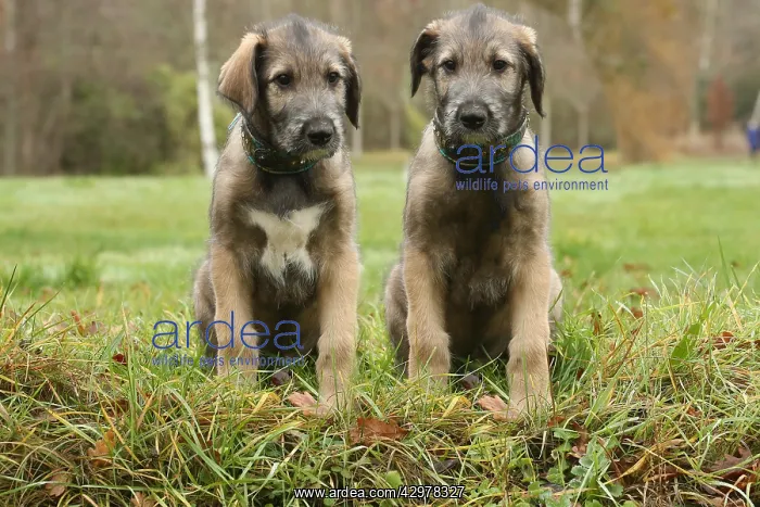 : Irish Wolfhound puppies outdoors : Irish Wolfhound puppies outdoors