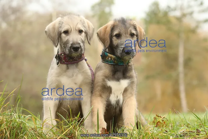 : Irish Wolfhound puppies outdoors : Irish Wolfhound puppies outdoors