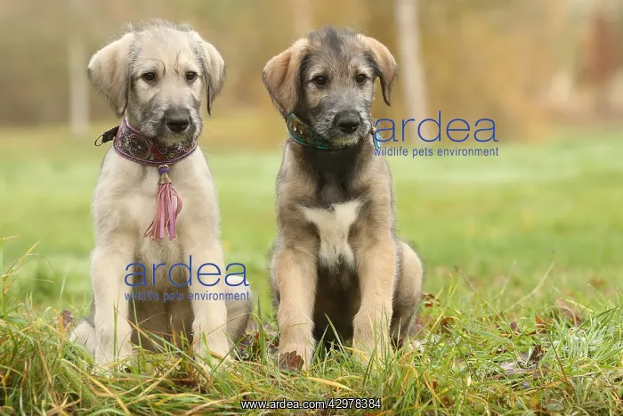 : Irish Wolfhound puppies outdoors : Irish Wolfhound puppies outdoors