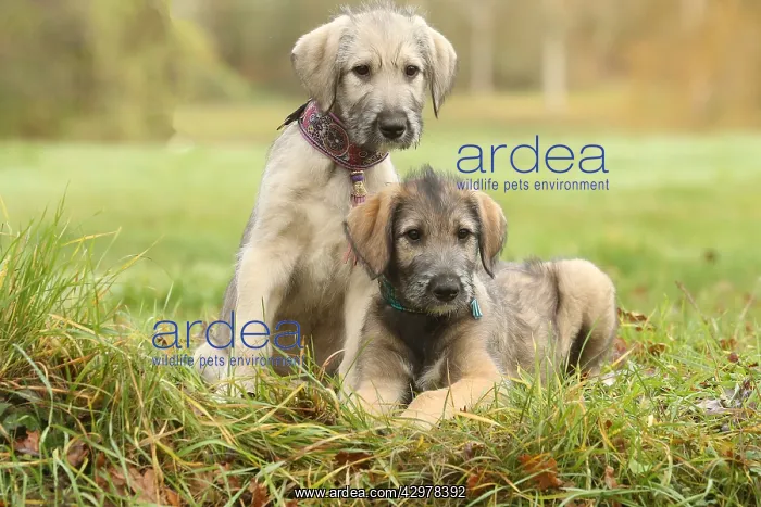 : Irish Wolfhound puppies outdoors : Irish Wolfhound puppies outdoors