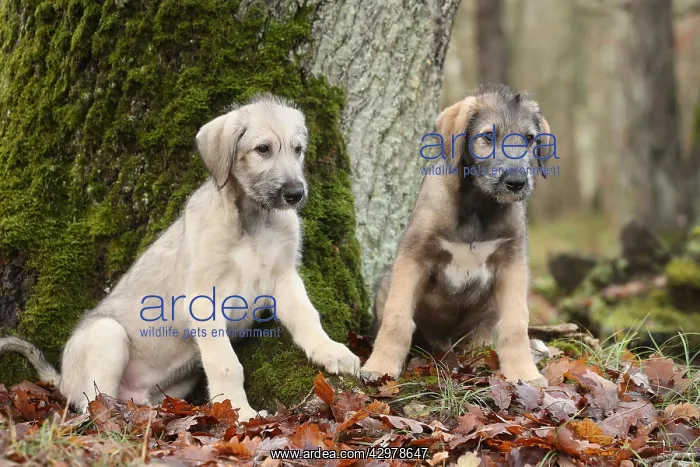 : Irish Wolfhound puppies outdoors : Irish Wolfhound puppies outdoors