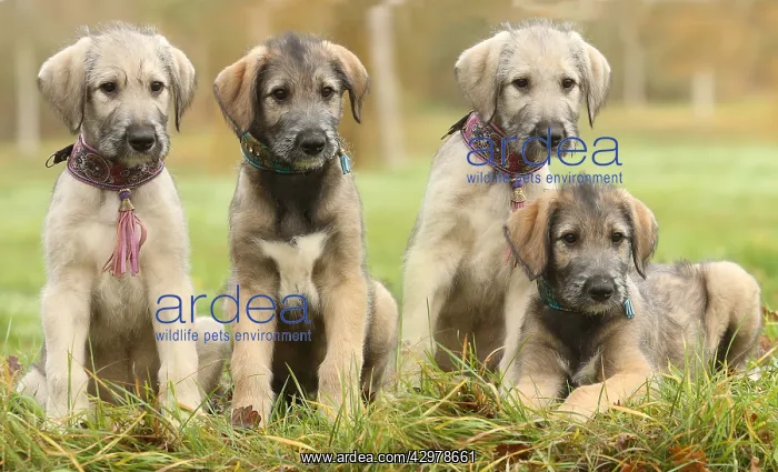 : Irish Wolfhound puppies outdoors : Irish Wolfhound puppies outdoors