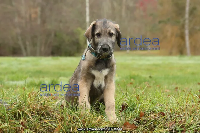 : Irish Wolfhound puppy outdoors : Irish Wolfhound puppy outdoors