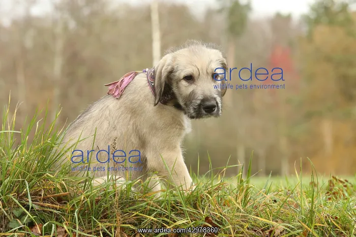 : Irish Wolfhound puppy outdoors : Irish Wolfhound puppy outdoors