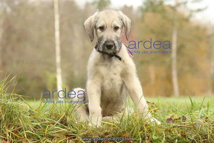 : Irish Wolfhound puppy outdoors : Irish Wolfhound puppy outdoors