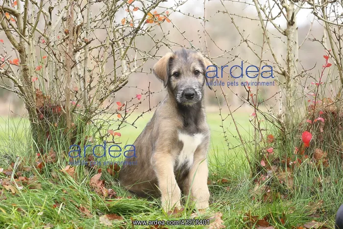 : Irish Wolfhound puppy outdoors : Irish Wolfhound puppy outdoors