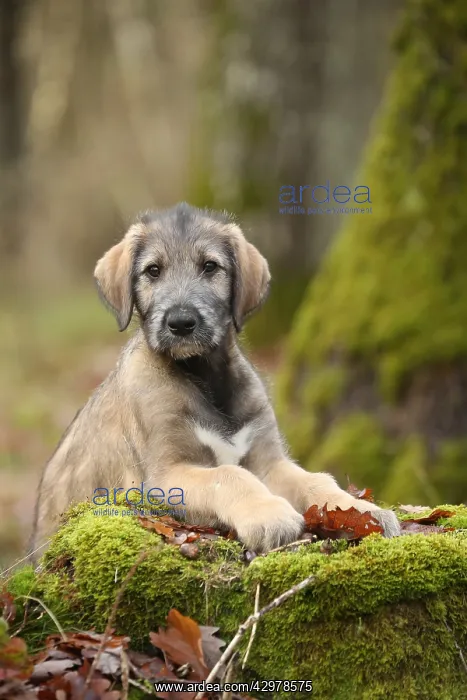 : Irish Wolfhound puppy outdoors : Irish Wolfhound puppy outdoors