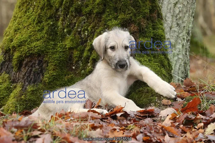 : Irish Wolfhound puppy outdoors : Irish Wolfhound puppy outdoors