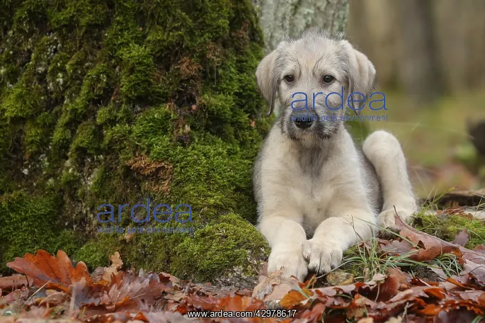 : Irish Wolfhound puppy outdoors : Irish Wolfhound puppy outdoors