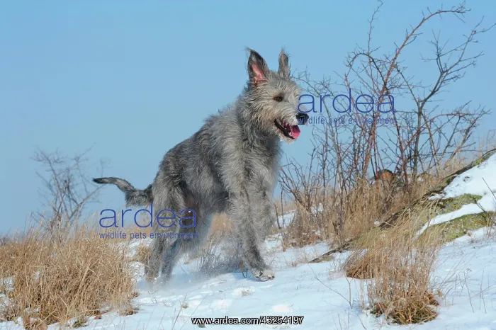 : Irish Wolfhound running through snow-covered heath : Irish Wolfhound running through snow-covered heath