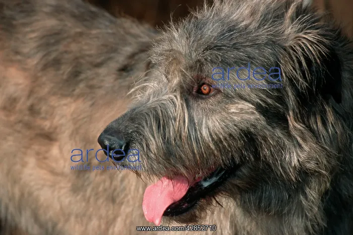 : Irish Wolfshound Dog - Showing long tongue : Irish Wolfshound Dog - Showing long tongue