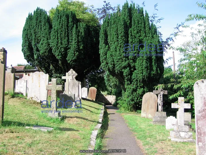  : Irish Yew Trees in Sussex Churchyard