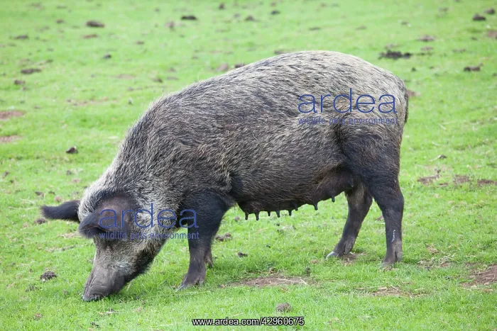 : Iron age pig grazing : Iron age pig grazing