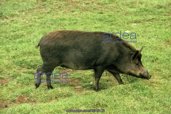 : Iron Age Pig - hybrid, crossbreed : Iron Age Pig - hybrid, crossbreed