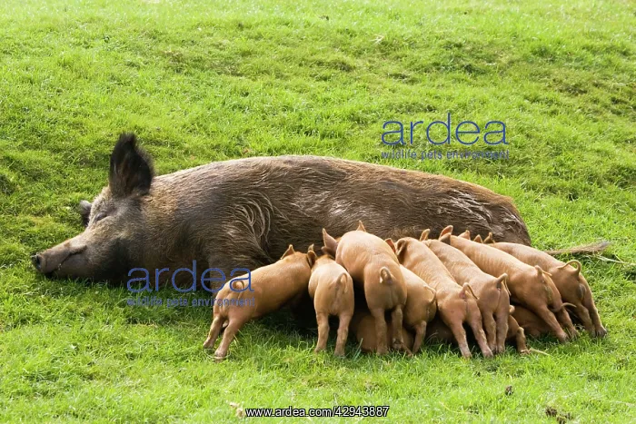 : Iron Age Pig - with large litter of suckling piglets : Iron Age Pig - with large litter of suckling piglets