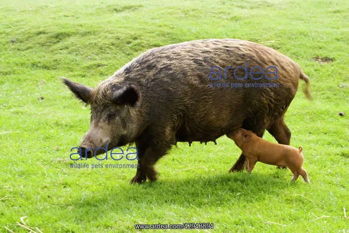 : Iron Age Pig - with single suckling piglet : Iron Age Pig - with single suckling piglet