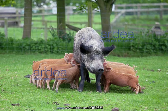 : Iron age pig sow feeding piglets : Iron age pig sow feeding piglets