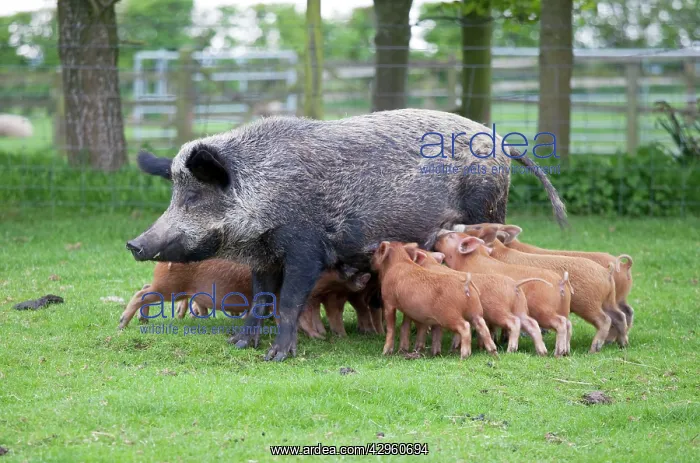 : Iron age pig sow feeding piglets : Iron age pig sow feeding piglets