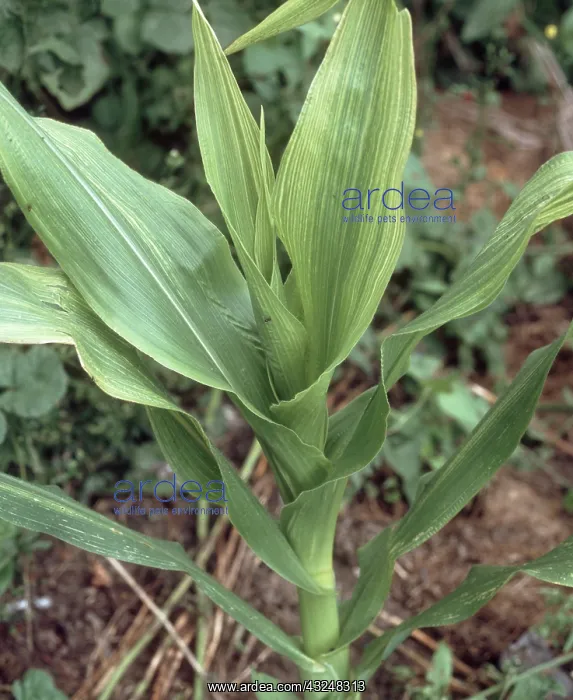: Iron deficiency in Corn : Iron deficiency in Corn