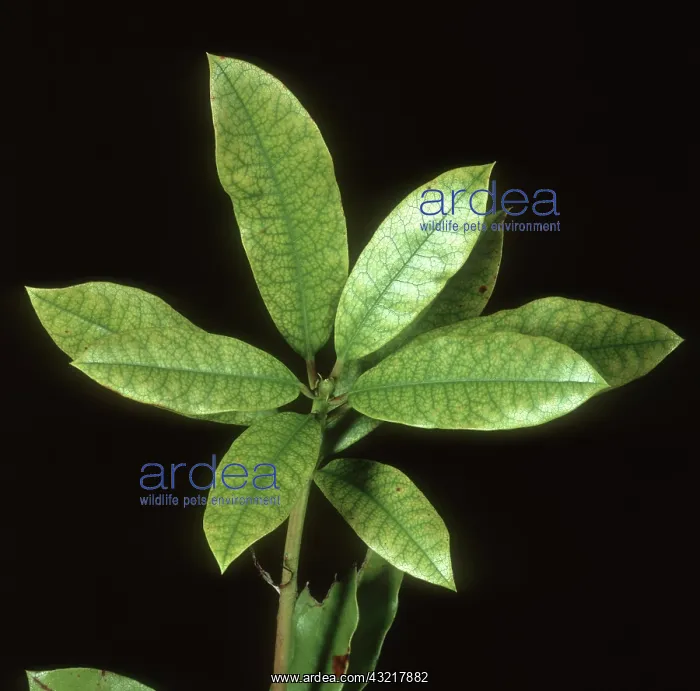 : Iron (Fe) deficient Rhododendron : Iron (Fe) deficient Rhododendron