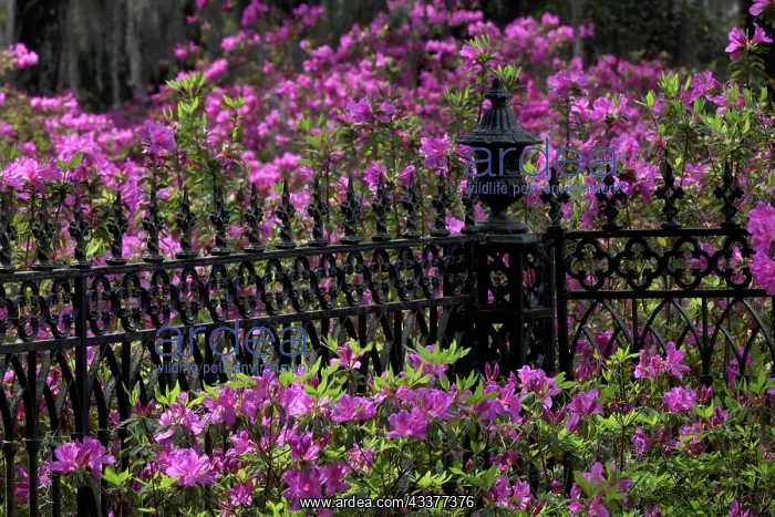 : Iron fence and azaleas in full bloom, Bonaventure : Iron fence and azaleas in full bloom, Bonaventure