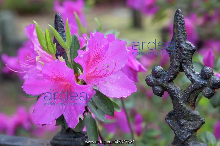 : Iron fence and azaleas in full bloom, Bonaventure : Iron fence and azaleas in full bloom, Bonaventure