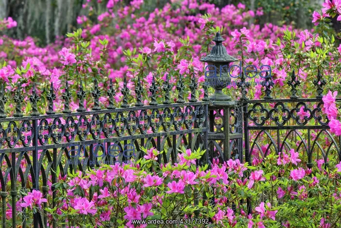 : Iron fence and azaleas in full bloom, Bonaventure : Iron fence and azaleas in full bloom, Bonaventure