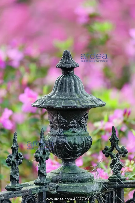 : Iron fence and azaleas in full bloom, Bonaventure : Iron fence and azaleas in full bloom, Bonaventure