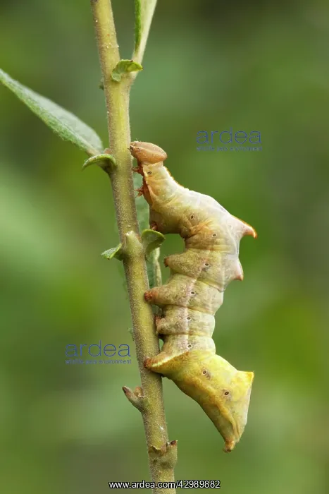 : Iron Prominent - caterpillar feeding on food plant : Iron Prominent - caterpillar feeding on food plant