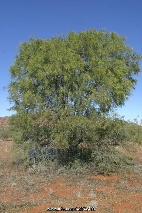 : Ironwood (Acacia etriopholiata). Northern South Australia, west of Marla, Australia : Ironwood (Acacia etriopholiata). Northern South Australia, west of Marla, Australia