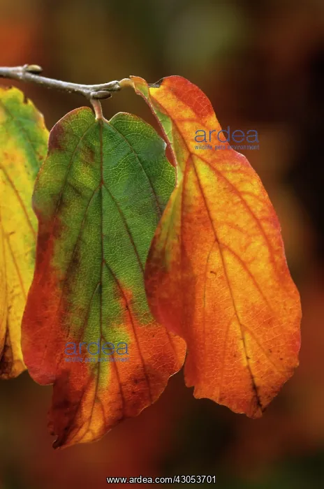 : Ironwood, Parrotia persica : Ironwood, Parrotia persica