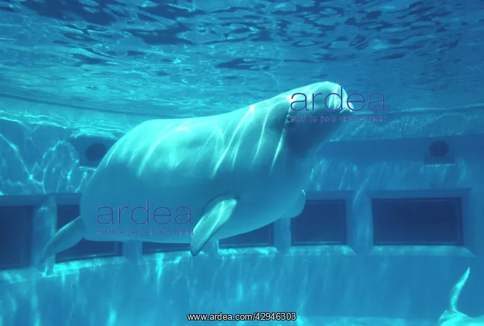 : Irrawaddy dolphin - in tank : Irrawaddy dolphin - in tank