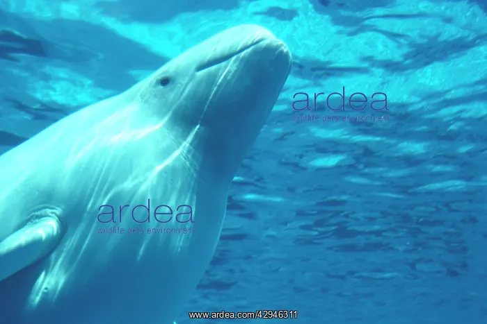  : Irrawaddy dolphin - in tank