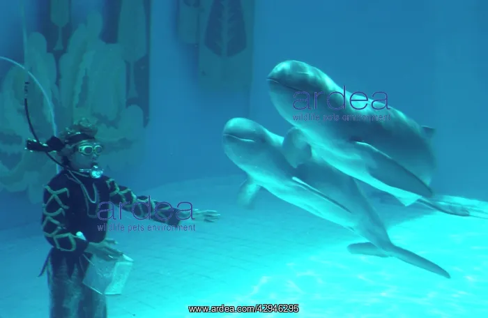 : Irrawaddy dolphin - in tank with diver : Irrawaddy dolphin - in tank with diver