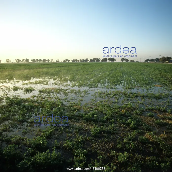 : Irrigated alfalfa crop : Irrigated alfalfa crop