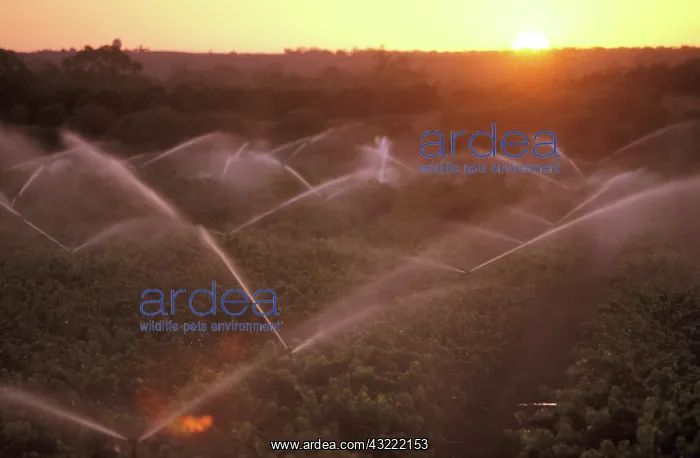 : Irrigating grapevines : Irrigating grapevines