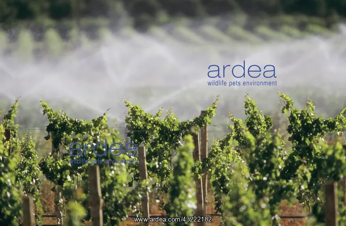 : Irrigating grapevines : Irrigating grapevines